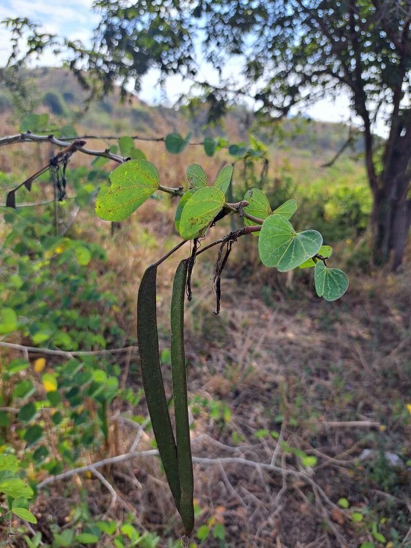 Bauhinia pauletia fruit