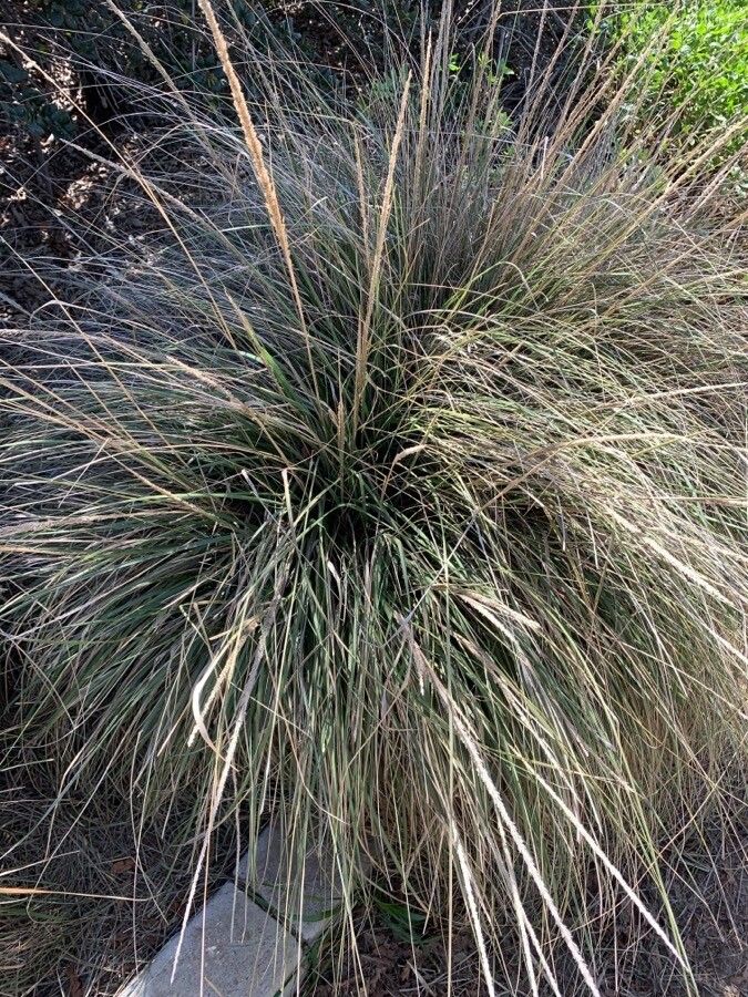 Muhlenbergia rigens — houseplant care guide