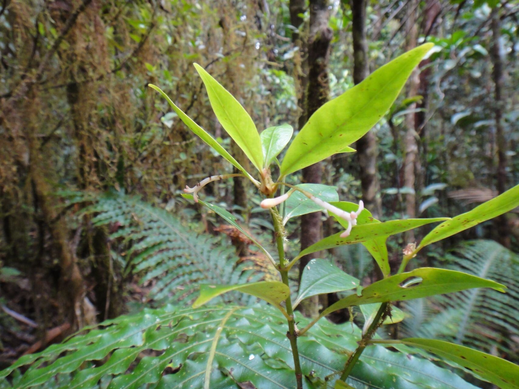 Psychotria goniocarpa habit