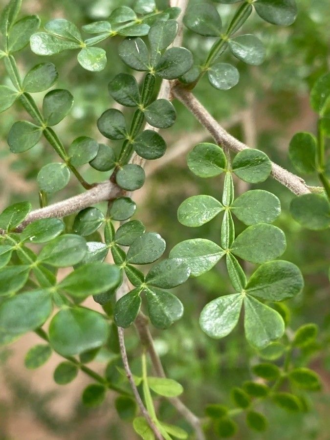 Operculicarya decaryi leaf