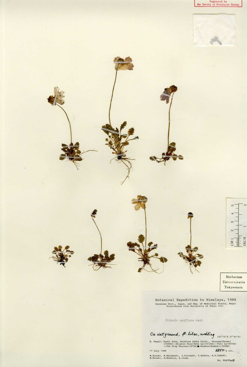 Primula klattii — houseplant care guide
