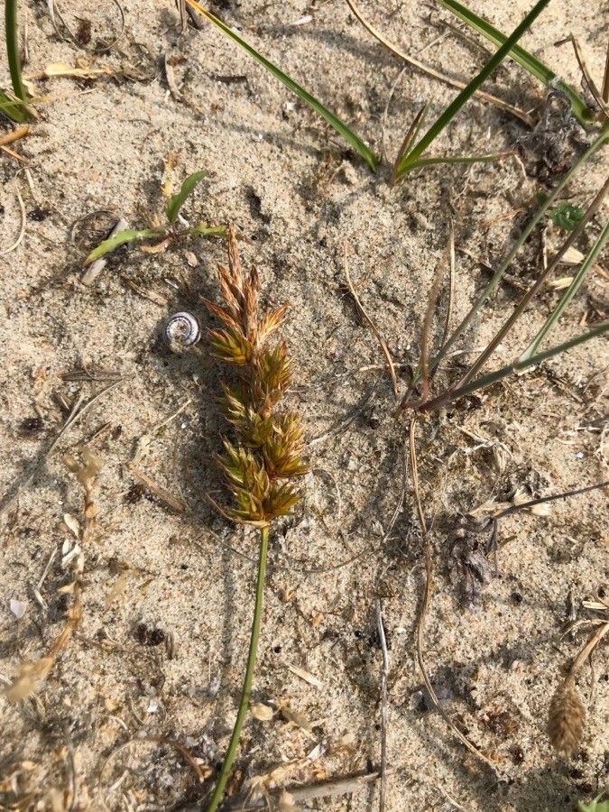 Carex arenaria flower