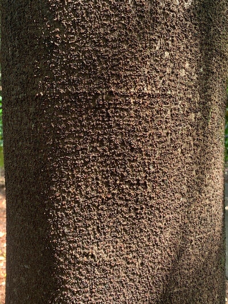 Barnebydendron riedelii bark