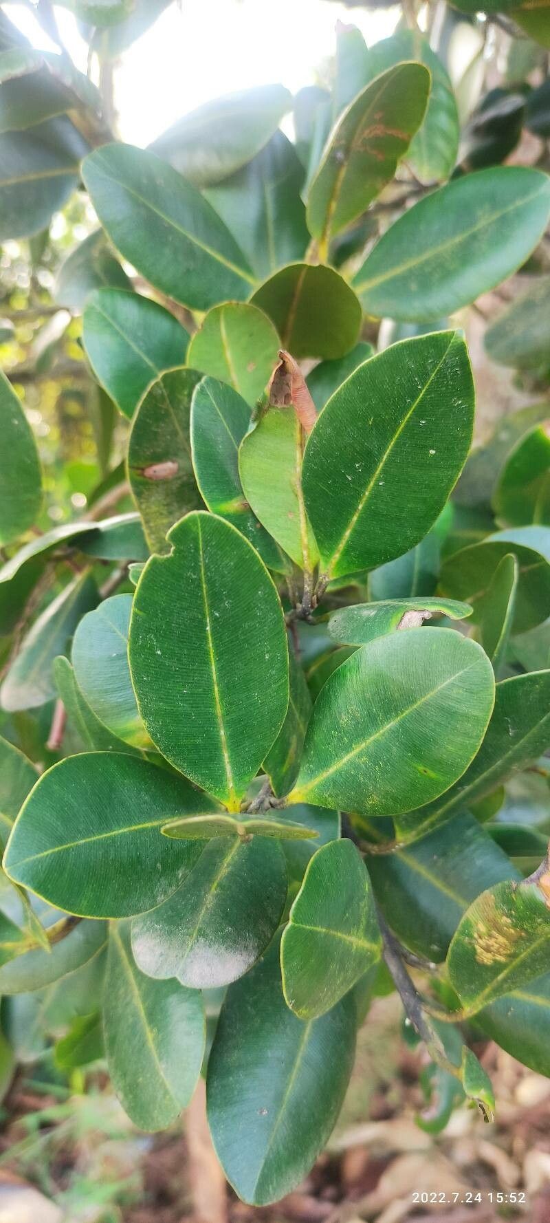 Syzygium cordatum — search result for 'Myrtaceae'