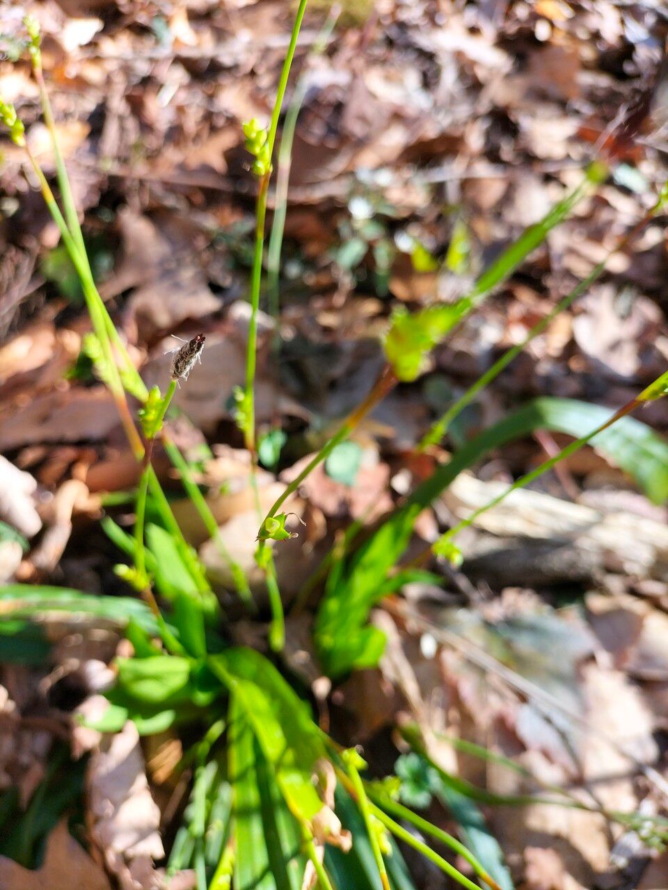 Carex plantaginea bark