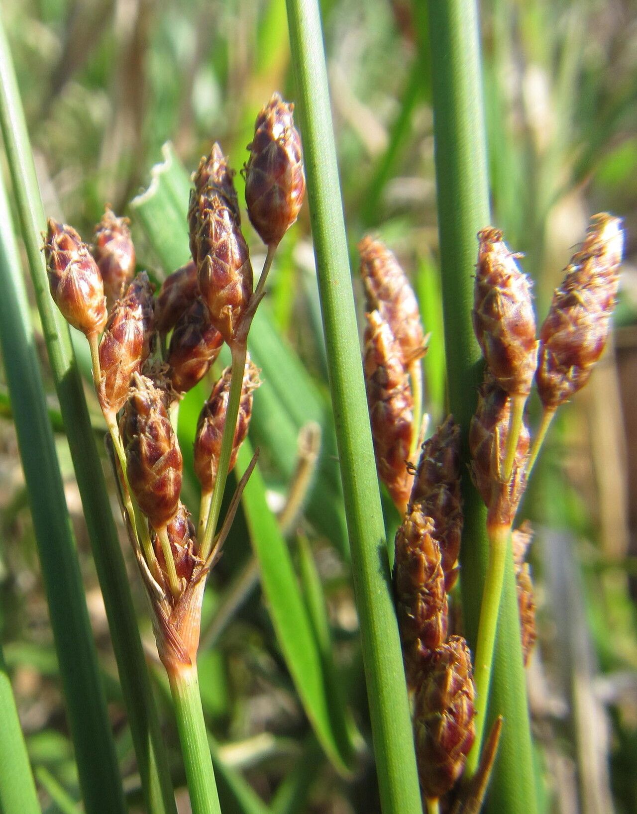 Fimbristylis bivalvis fruit