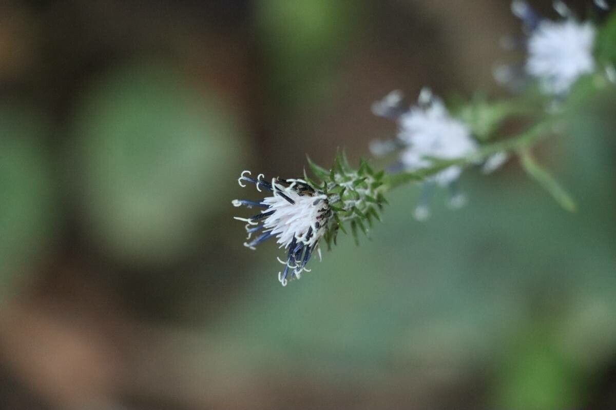 Saussurea sinuatoides — houseplant care guide