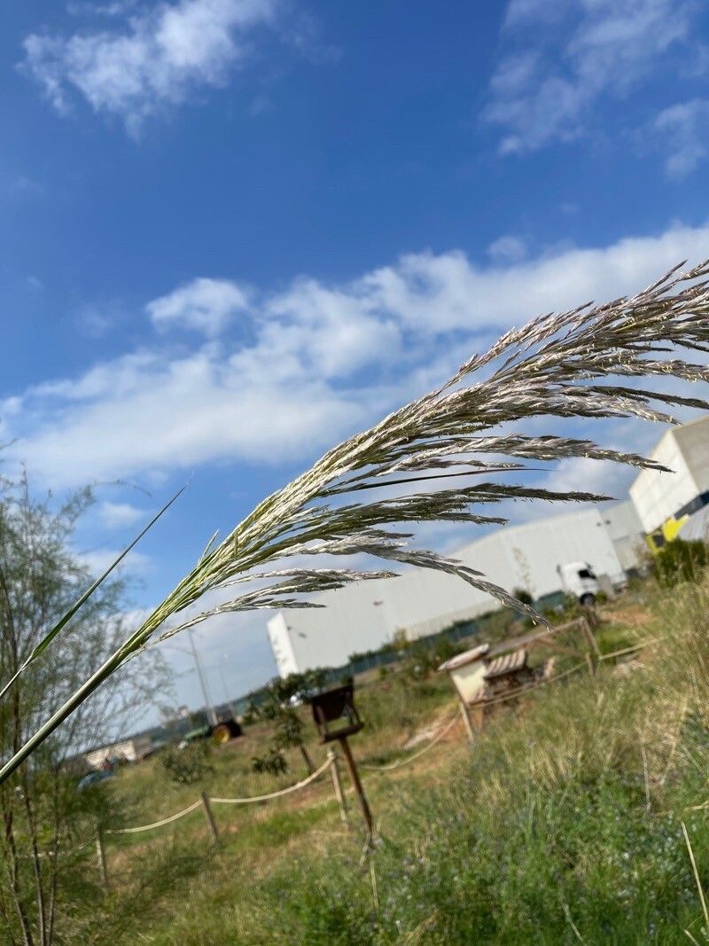 Tripidium ravennae flower