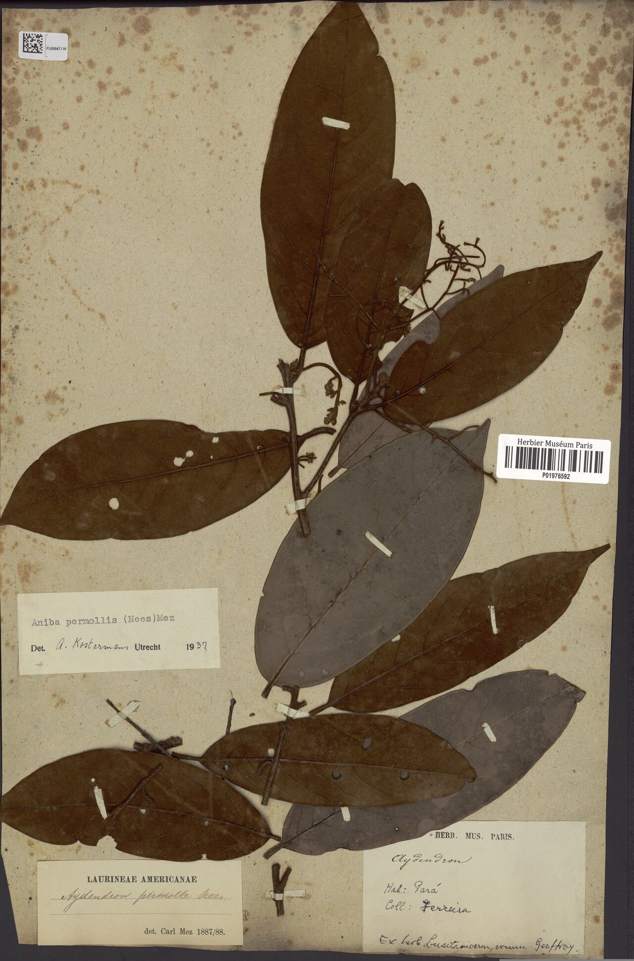 Aniba permollis — houseplant care guide