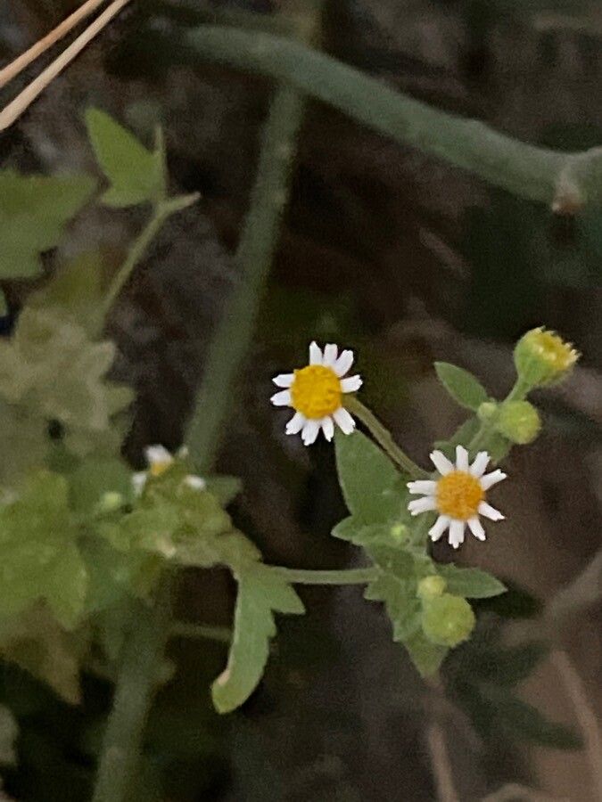 Perityle microglossa flower