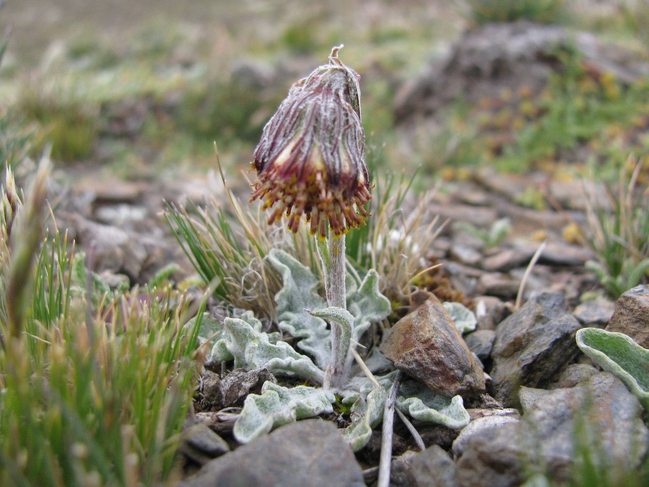 Senecio modestus — houseplant care guide