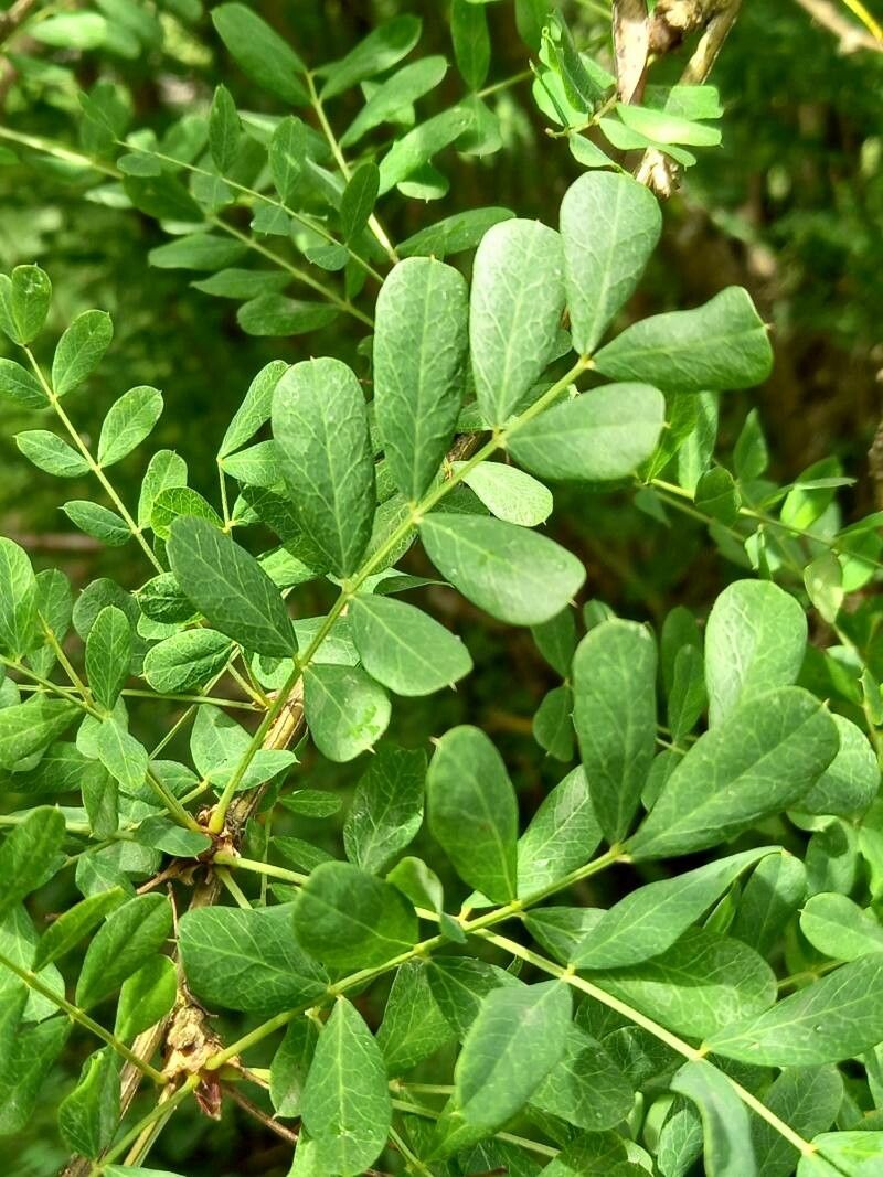 Caragana boisii — related species from the same genus