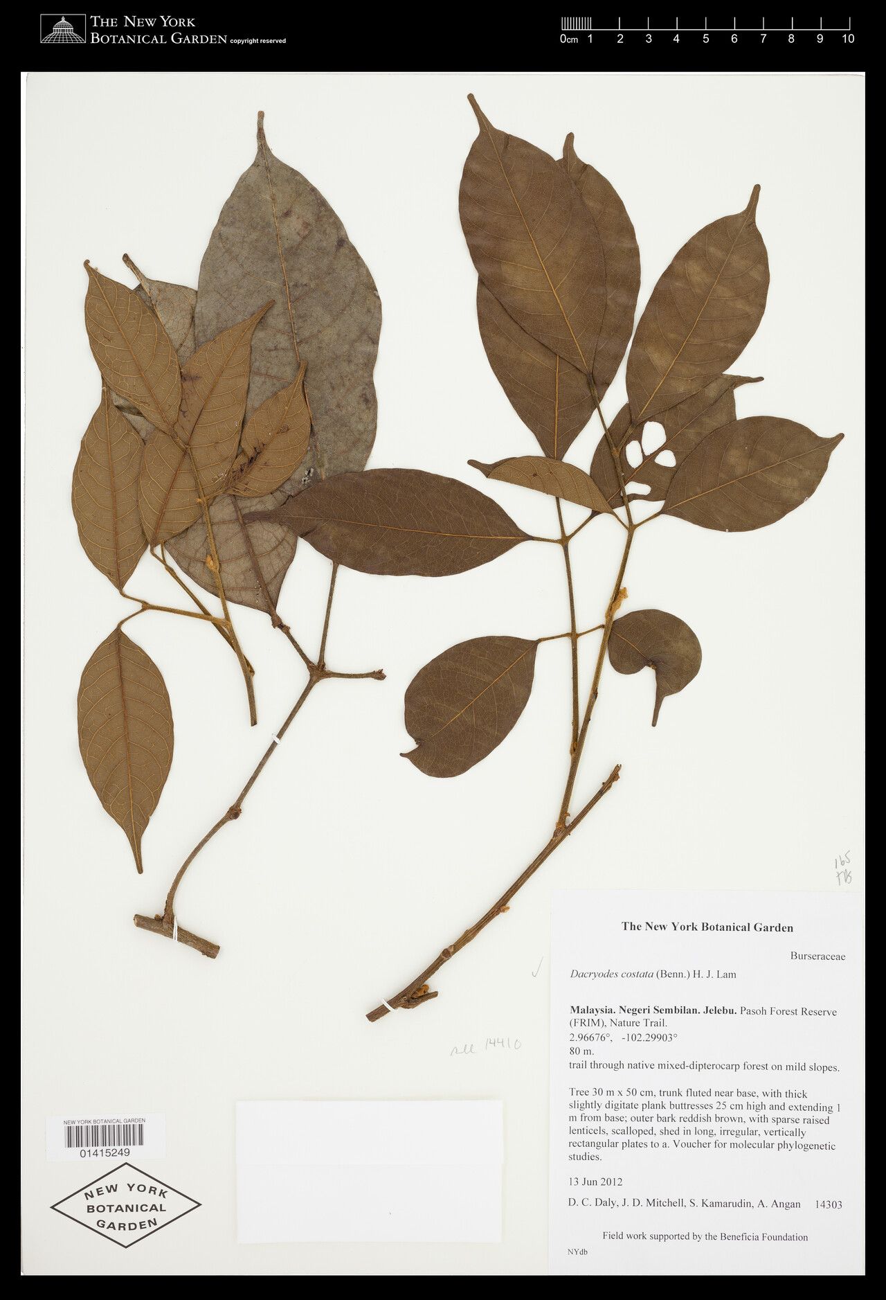 Dacryodes costata — related species from the same genus