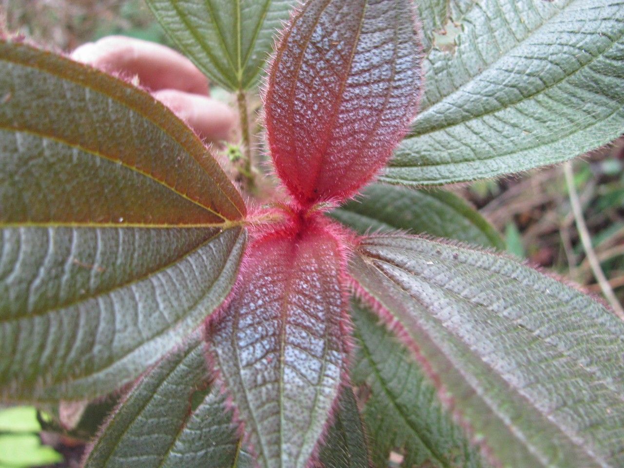 Clidemia mortoniana — search result for 'Clidemia'