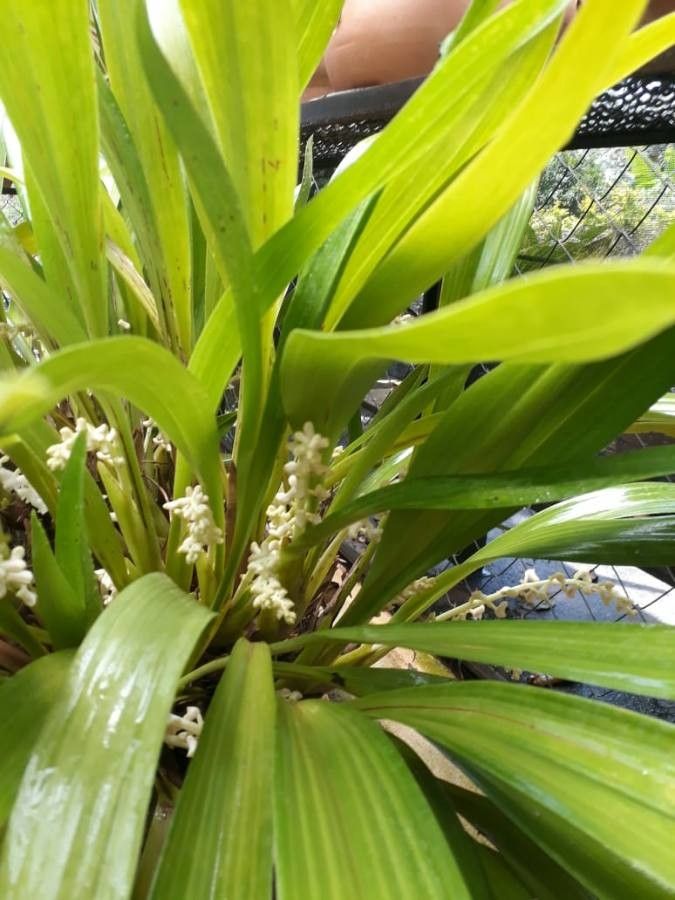 Eria rostriflora flower