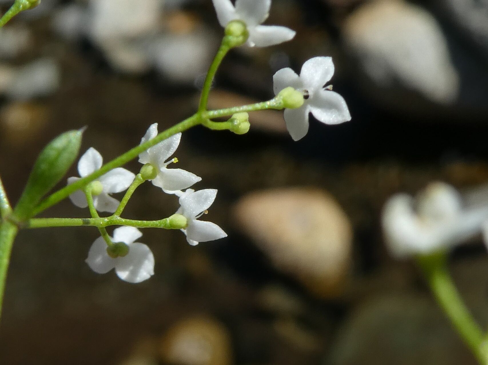 Galium marchandii flower
