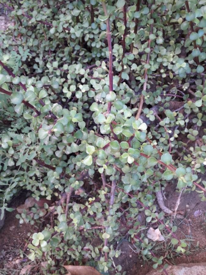 Polycarpon polycarpoides — search result for 'Algeria'