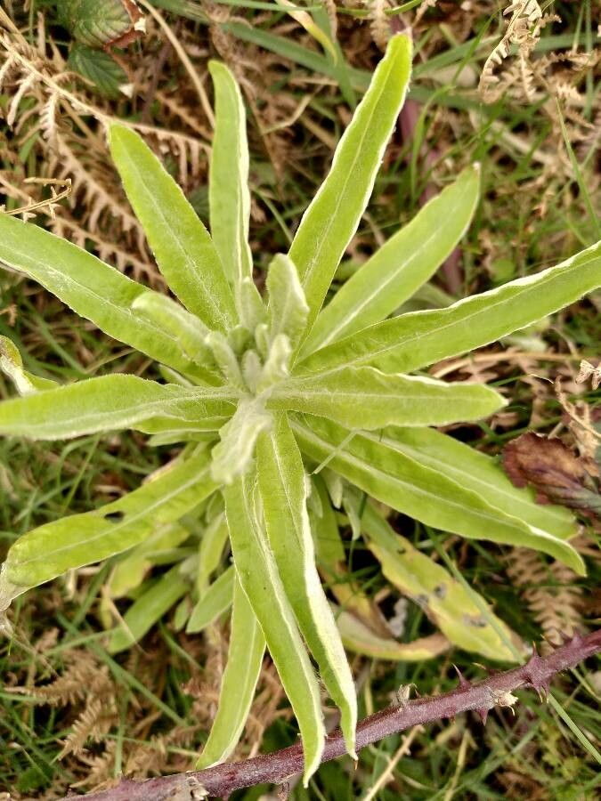 Pseudognaphalium undulatum — search result for 'Pseudognaphalium'