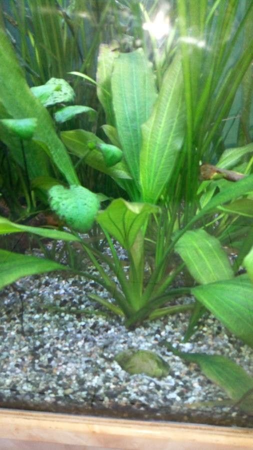 Aquarius floribundus leaf