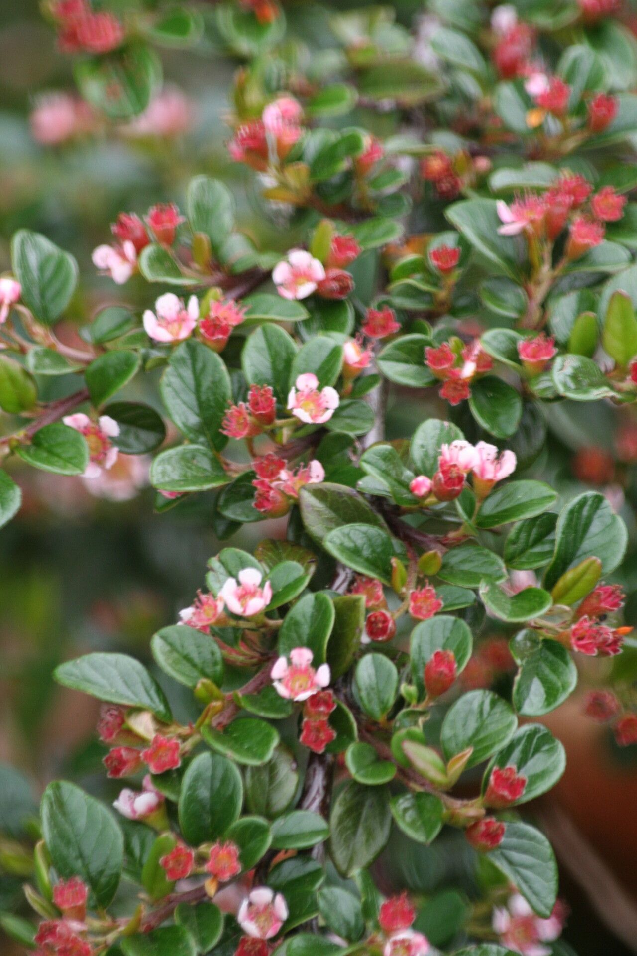 Cotoneaster morrisonensis — houseplant care guide