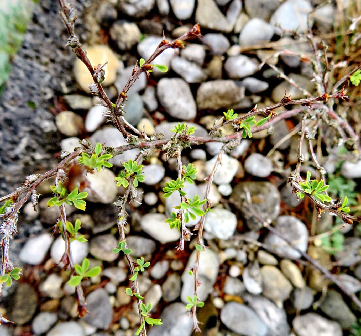 Caragana grandiflora leaf
