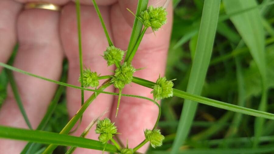 Cyperus difformis flower