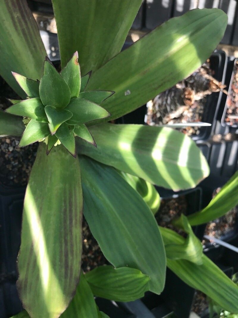 Eucomis humilis leaf