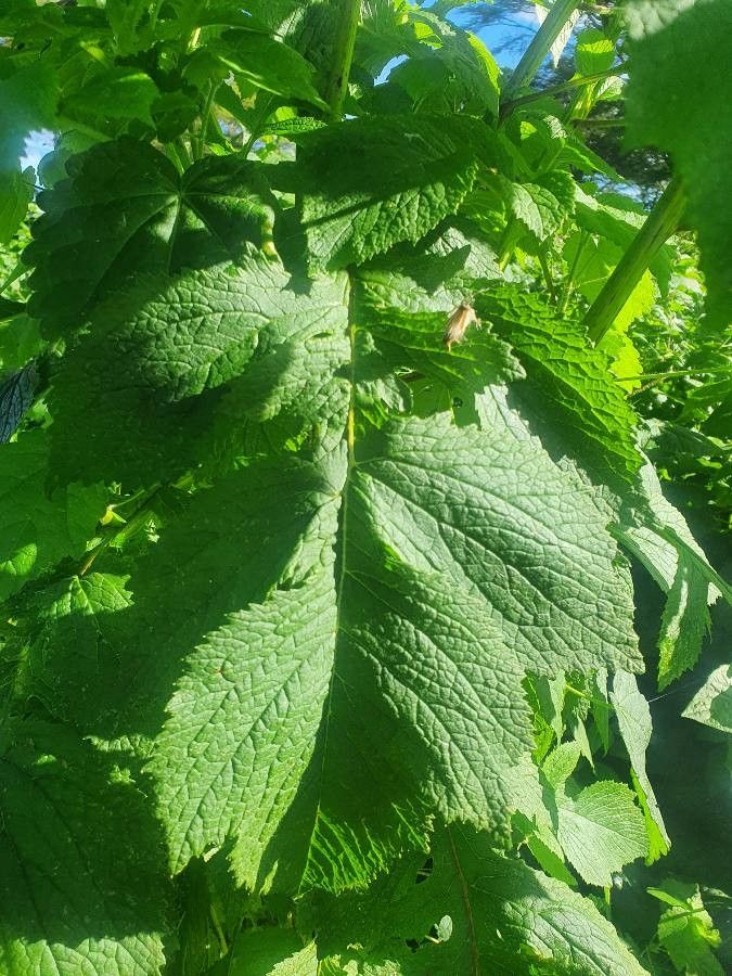 Crassocephalum montuosum leaf
