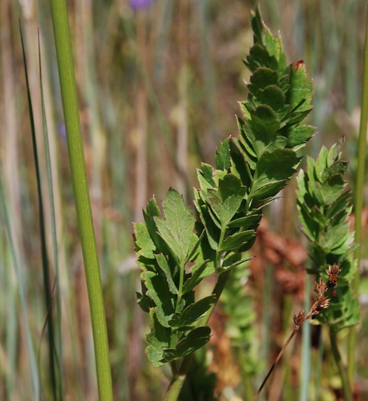 Perideridia howellii — houseplant care guide