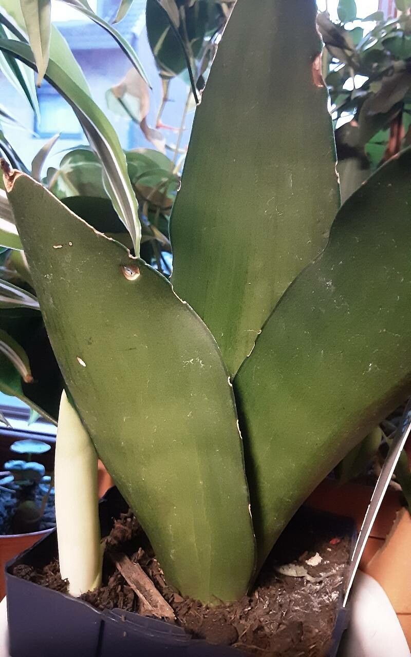 Dracaena subspicata leaf