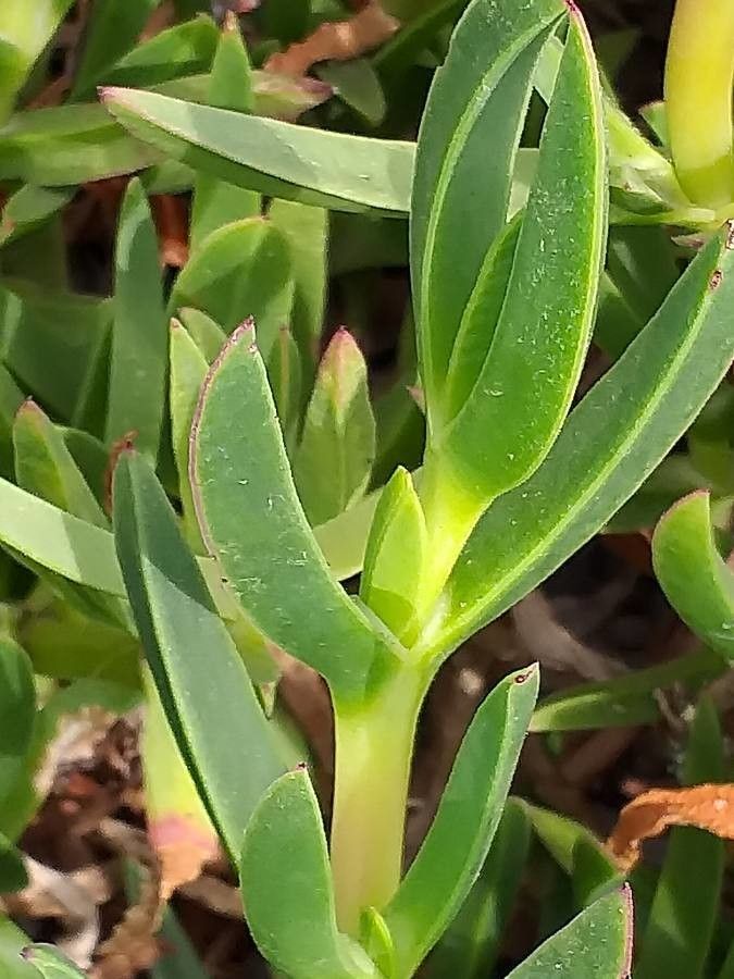 Carpobrotus acinaciformis leaf