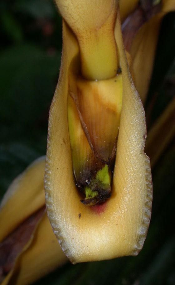 Heliconia umbrophila fruit