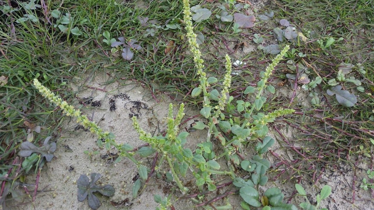 Amaranthus greggii — search result for 'Amaranthus'