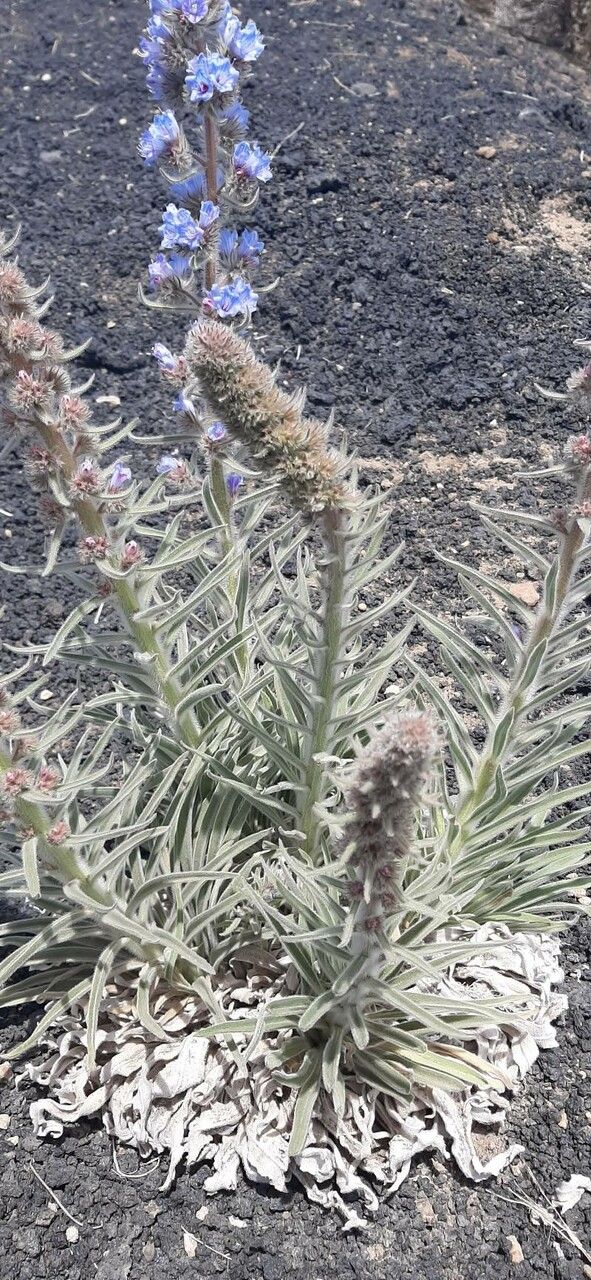 Echium albicans habit