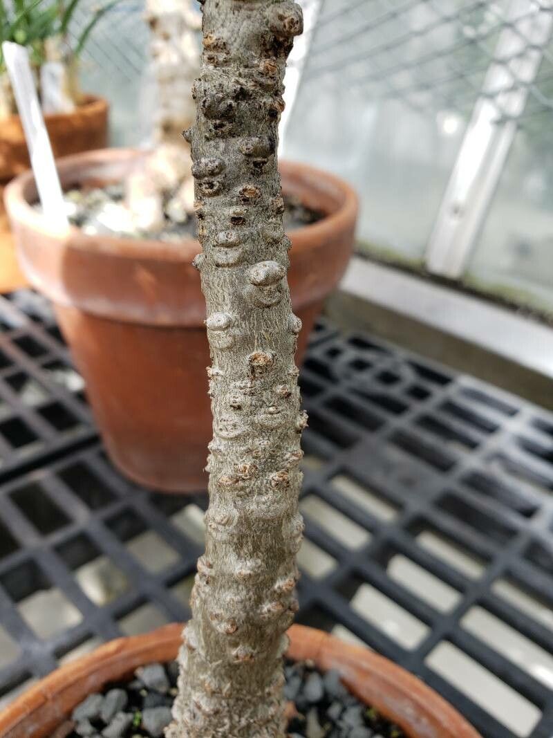 Uncarina roeoesliana bark