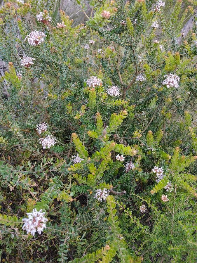 Grevillea buxifolia habit