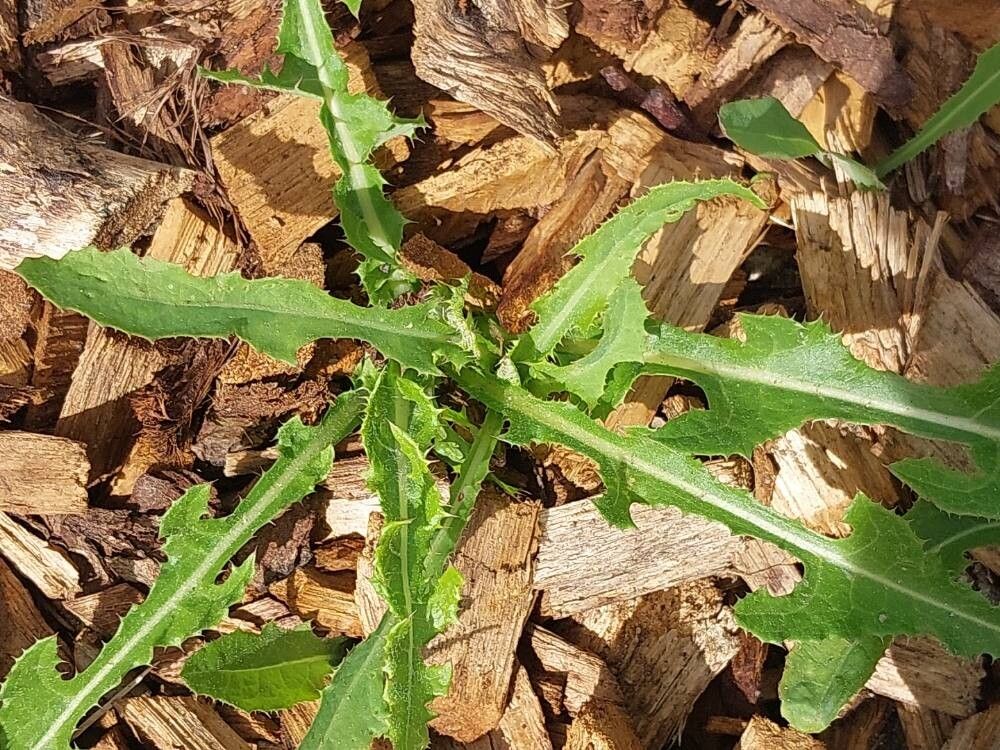 Stylophorum lasiocarpum — related species from the same genus