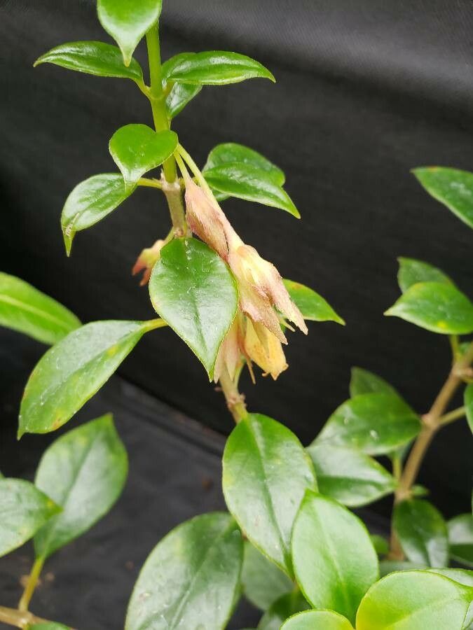 Nematanthus wettsteinii flower