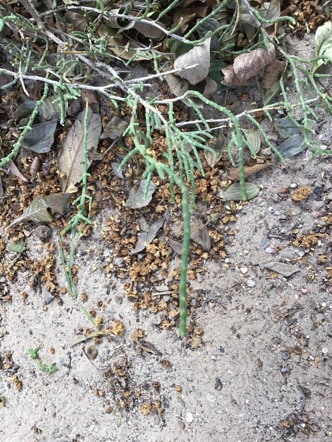 Anabasis articulata leaf