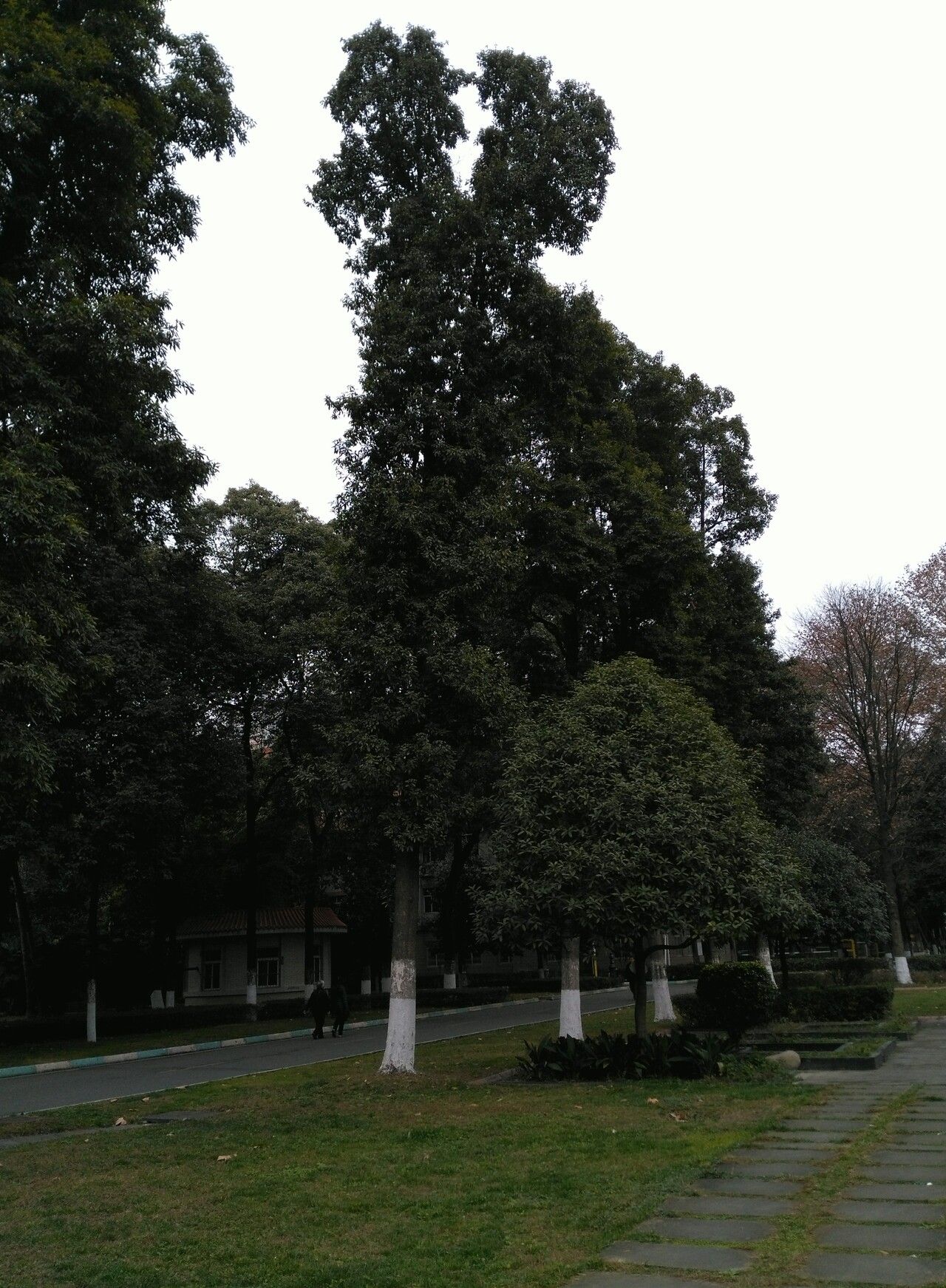 Phoebe zhennan habit