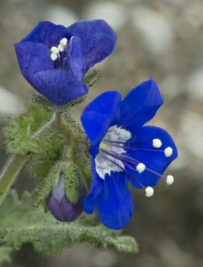 Phacelia nashiana flower