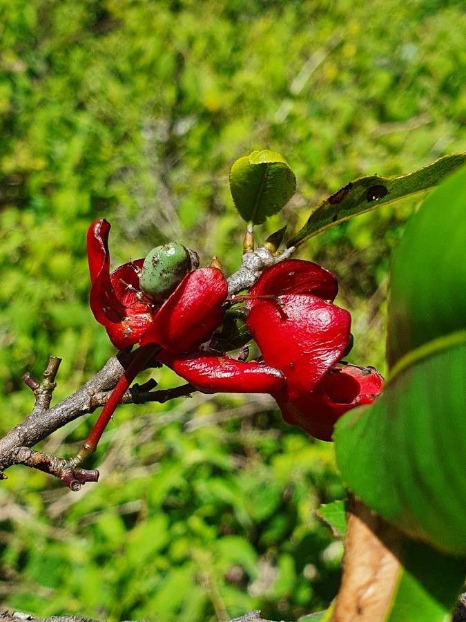 Ochna ovata fruit