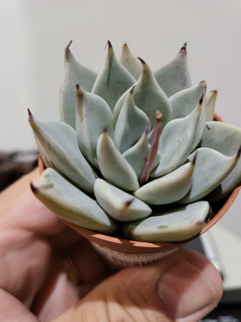 Echeveria cuspidata leaf
