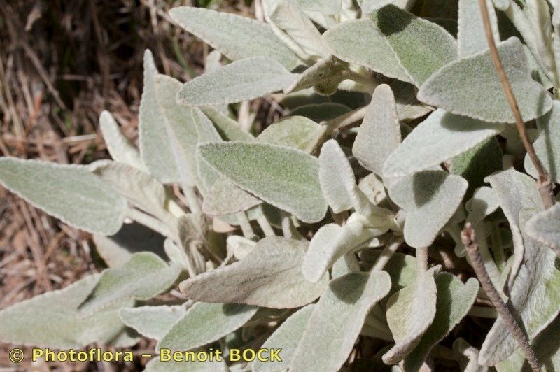 Sideritis dasygnaphala — search result for 'Sideritis'