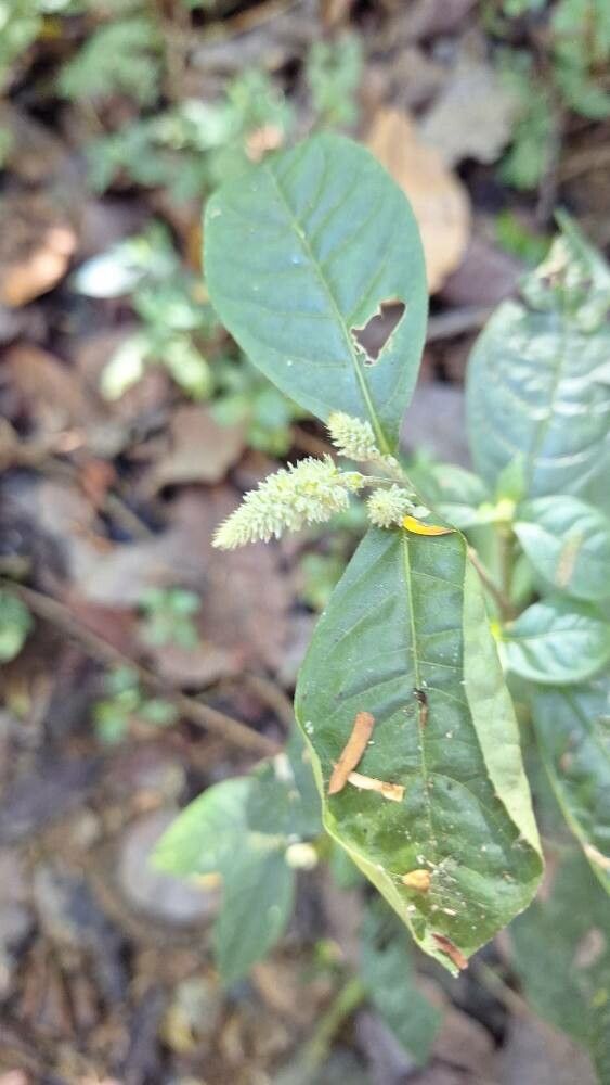 Cyathula achyranthoides flower