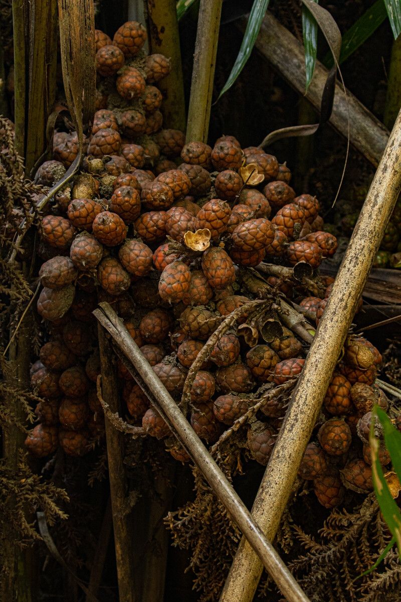 Raphia palma-pinus fruit