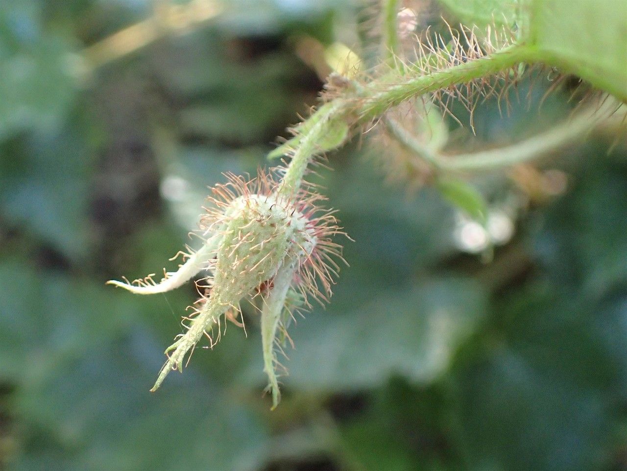 Rubus tricolor fruit