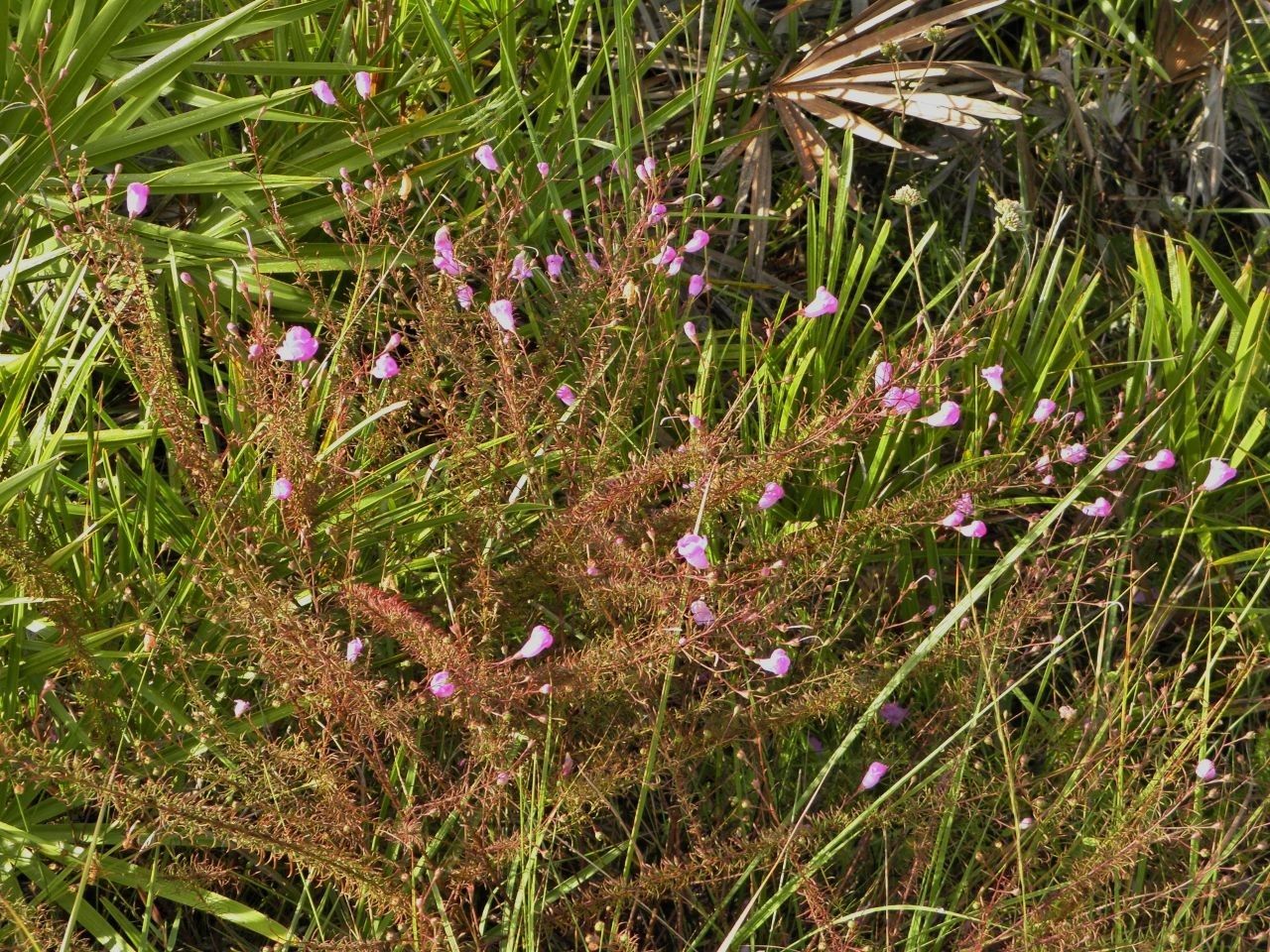 Agalinis filifolia habit