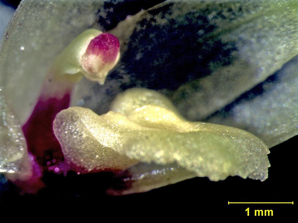 Octomeria costaricensis fruit