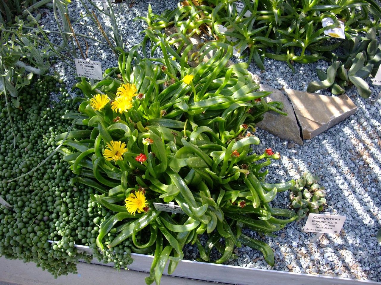 Glottiphyllum cruciatum habit